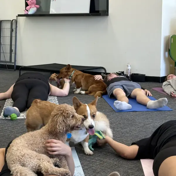 Puppy yoga fun at K9 Rox Club